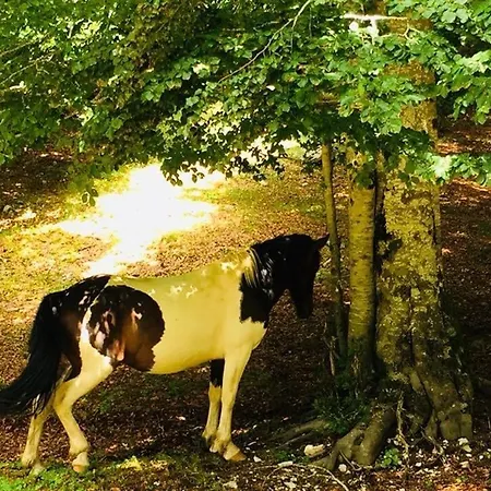 Il Bosco *